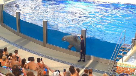 Rixos The Land Of Legends Show Pools - References - 1