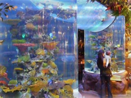 City Stars Mall Rainforest Cafe - References - 1